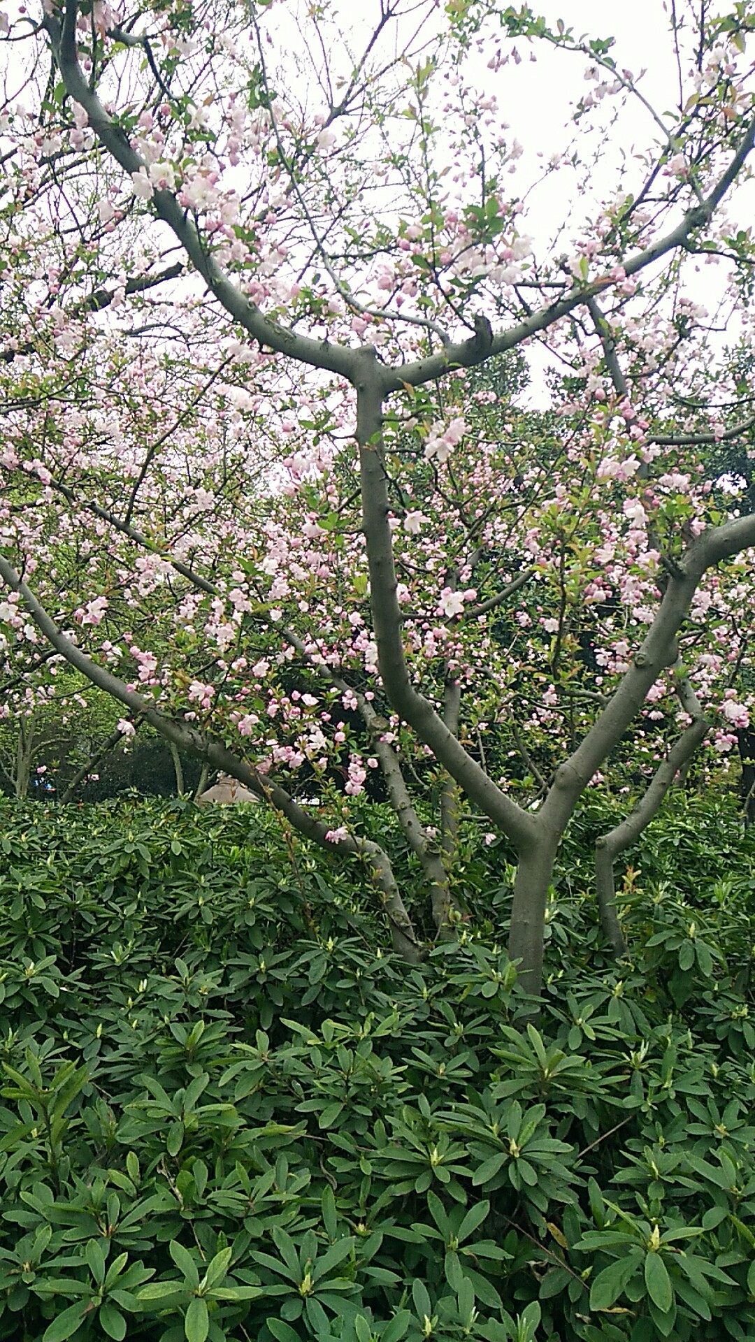 周末西湖一游，与大家分享