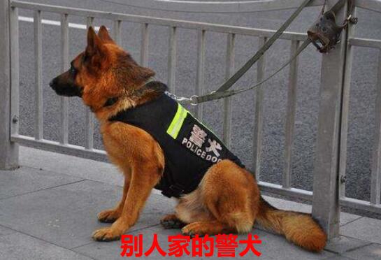 流浪警犬，有口难言！