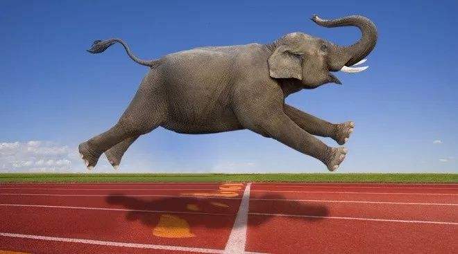 大乌龙啊！大象跑的比豹子的速度还快了！