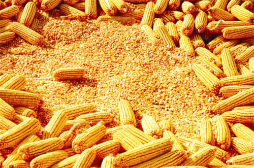 供应量放大 玉米价格回调