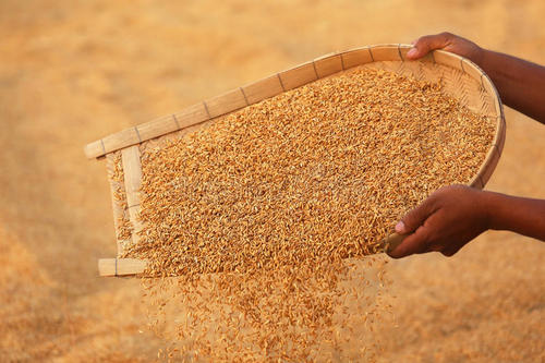 放心！库存稻麦可供全国吃一年以上