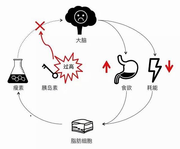 瘦素概念股有哪些？瘦素概念龙头股一览表