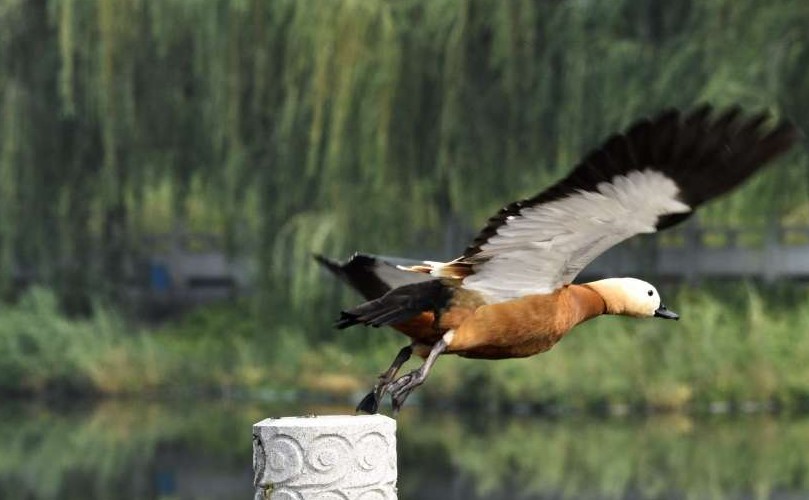 https://file2.aniu.tv/2021/07/20/ae85327578a1fce2d3096314b332282f.jpg
