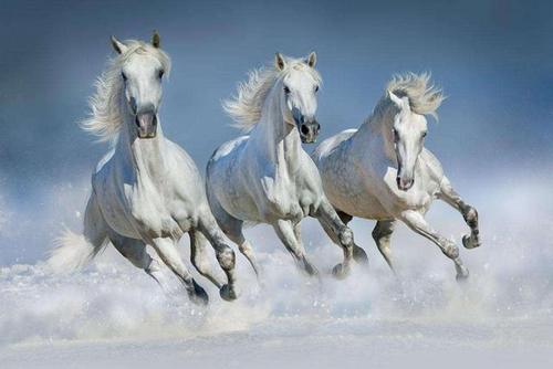 https://file2.aniu.tv/2021/09/14/2c2fd558a207a612681945c18766d5df.jpg