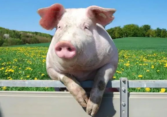 猪肉板块大涨，猪周期的上行周期到来了吗？